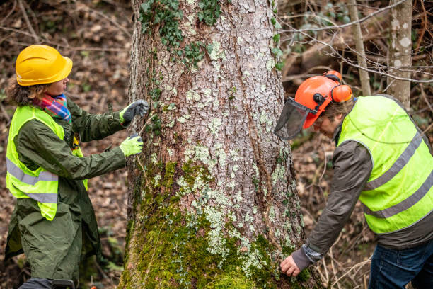 Best Tree Disease Treatment  in Evanston, WY