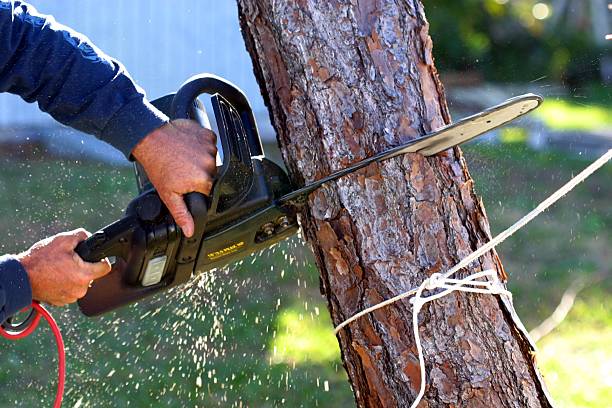 Evanston, WY Tree Care Company